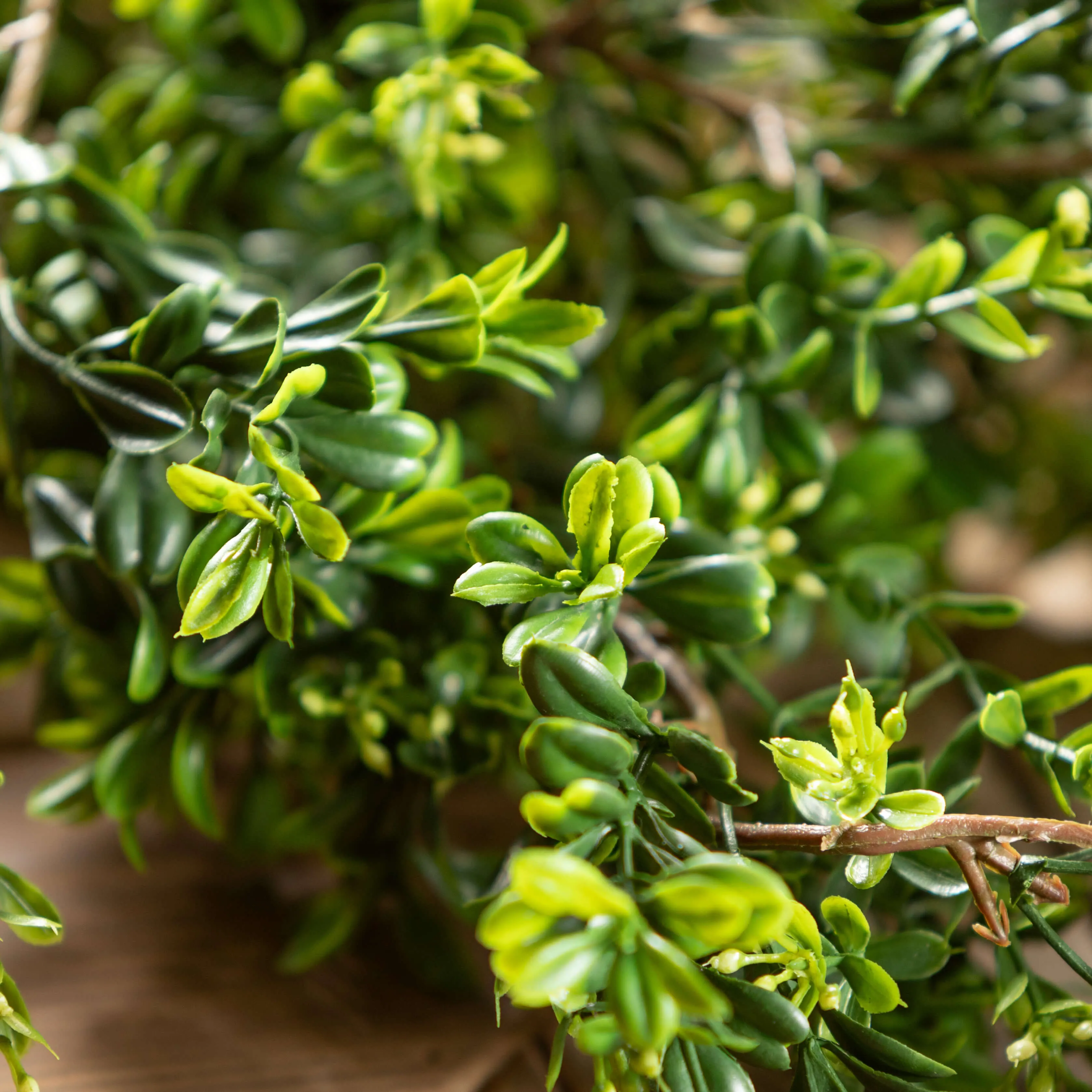 Boxwood Garland